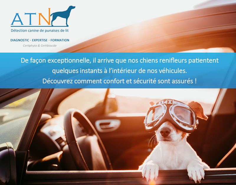 Confort et sécurité pour nos chiens renifleurs de punaises de lit dans nos véhicules ATN.